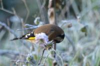 Carduelis carduelis