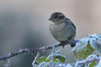 Passer domesticus