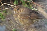Turdus philomelos