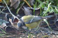 Cyanistes caeruleus