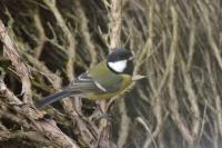 Parus major