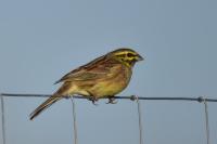 Emberiza cirlus