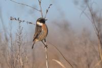 Saxicola rubicola
