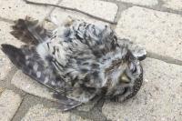 Athene noctua