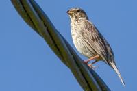 Emberiza calandra