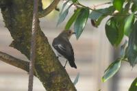 Ficedula hypoleuca
