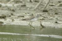 Tringa stagnatilis