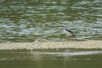 Tringa stagnatilis