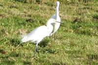 Egretta garzetta