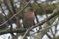 Fringilla coelebs