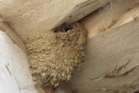 Delichon urbicum