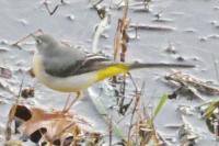 Motacilla cinerea
