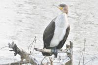 Phalacrocorax carbo
