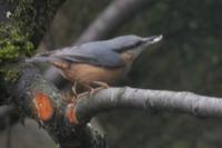 Sitta europaea