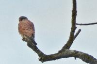 Falco tinnunculus