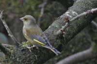 Chloris chloris