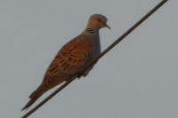 Streptopelia turtur