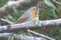 Erithacus rubecula