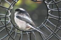 Aegithalos caudatus