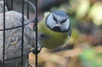 Cyanistes caeruleus