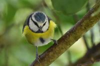Cyanistes caeruleus