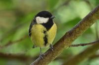 Parus major