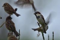 Passer domesticus