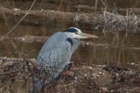 Ardea cinerea
