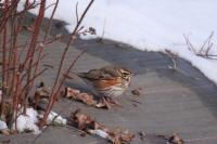 Turdus iliacus