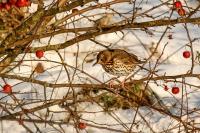 Turdus philomelos