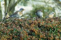Turdus pilaris