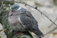 Columba palumbus