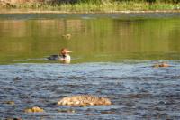 Mergus merganser