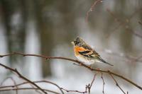 Fringilla montifringilla