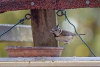 Lophophanes cristatus