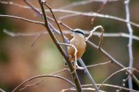 Sitta europaea