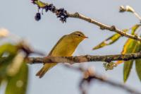 Phylloscopus trochilus