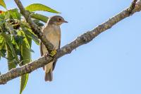 Muscicapa striata