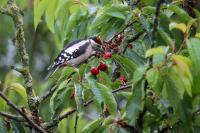 Dendrocopos major