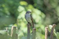 Muscicapa striata