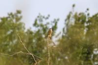 Lanius collurio