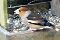 Coccothraustes coccothraustes