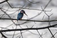 Alcedo atthis