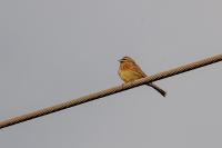 Emberiza cirlus