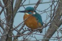 Alcedo atthis