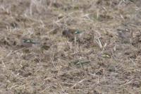Fringilla coelebs