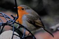 Erithacus rubecula