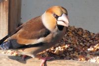 Coccothraustes coccothraustes