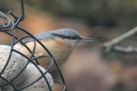 Sitta europaea