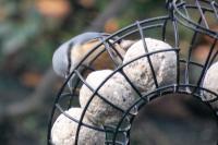 Sitta europaea